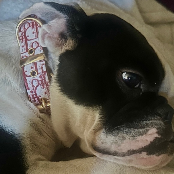 Faux Paux Fashion Dog Collar - Picture 6 of 6